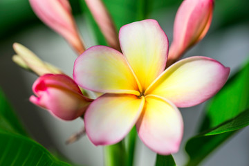 Fototapeta na wymiar Plumeria or frangipani flower, Tropical flower.