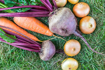 Fresh vegetable on wooden table