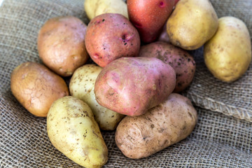 Fresh harvested potatoes spilling out of a burlap bag