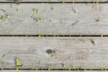 Wood Background Texture