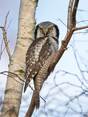 Northern hawk-owl (Surnia ulula)