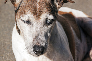 Obraz premium Old Purebred Jack Russell with Cataracts in Eyes