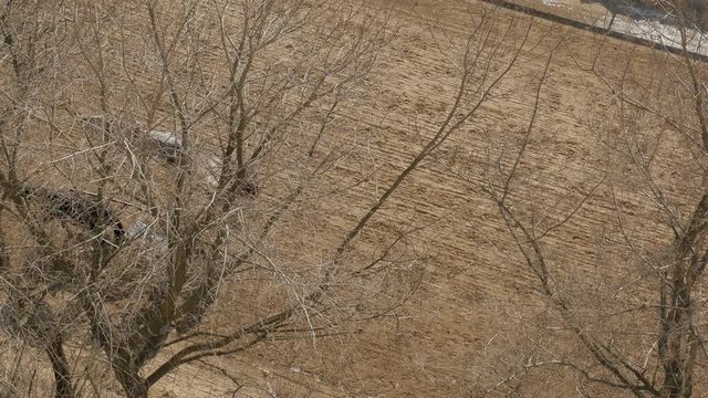team of horses runs on the race track, the top view through the trees
