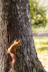 Squirrel on a tree in the park