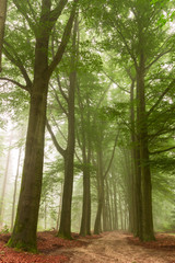 Path in woods with early morning fog.
Very fresh green leavesrest mystic scene.