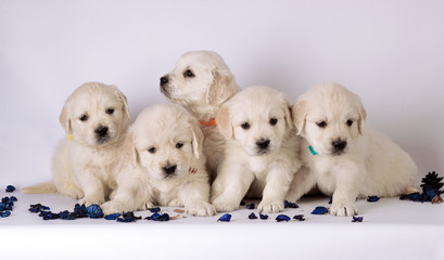 group of cute labrador puppies
