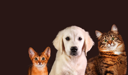 Cat and dog, abyssinian kitten , golden retriever