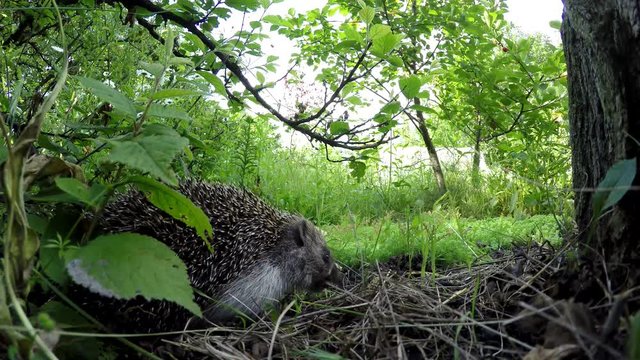 Hedgehog in the forest. The actual observation of the animals. Summer and nature.