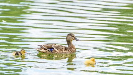 Mother Duck With Small Ducklings On Water