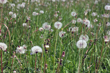 meadow with white fluffy round beautiful blossoming dandelion fl