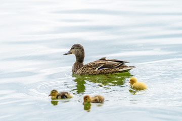 Obraz premium Mother Duck With Small Ducklings On Water