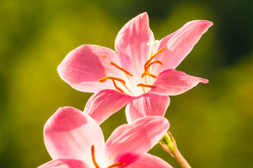 Fototapeta premium pink flower closeup