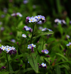the little blue forget-me-not the background bokeh