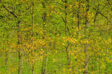 Obraz premium Landschaftsbild als Hintergrund, Wald, Laubwald