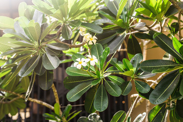 Closeup beautiful white frangipani or plumeria on tree
