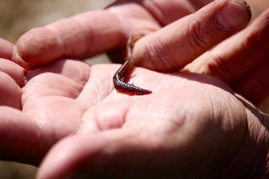 Friendly Earthworm