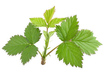 Blackberry young leaf on white