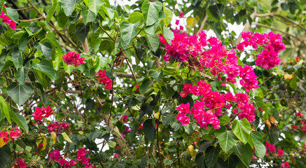 Naklejka premium Bougainvillea paper flower in colorful color