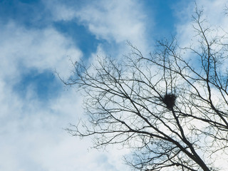 Backlighting Nest on leafless tree branches
