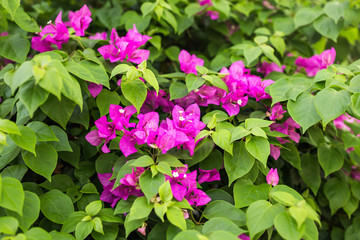 Bougainvillea paper flower in colorful color