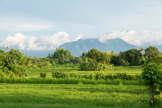 Green rice fields in Lovina on Bali island with volcano, Indones