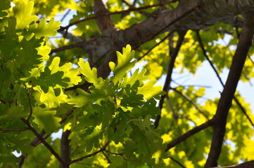 Oak branch with green leaves