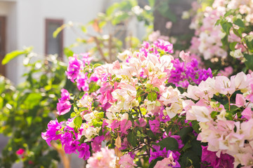 Obraz premium Bougainvillea paper flower in colorful color