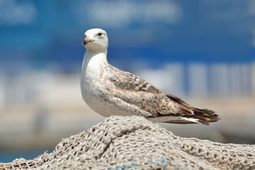 Small gull on the pier