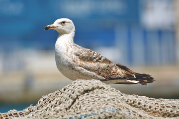 Small gull on the pier