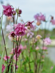 Jolies fleurs des chemins et bordures de routes , les Ancolies mauves,roses et bleues
