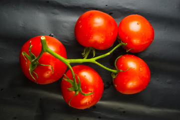 stilllife - tomatoes on twig