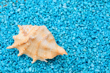 Obraz na płótnie Canvas conchiglia di Murice su sassolini blu, sfondo marino