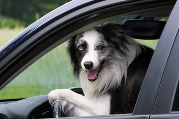 Hund am Steuer