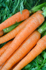 Fresh carrots with green leafs 