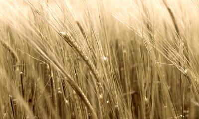 Autumn field. Corn. Wheat grain.