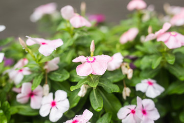 Flowers with rain drops in garden, soft focus. West indian periwinkle, Catharanthus roseus, Vinca flower, Bringht Eye