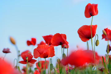 Obraz premium kwiaty czerwone maki. pole kwiatów. niebieskie niebo. Zbliżenie kwiatu