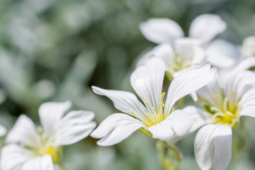 Wei&szlig;es Steinkraut ziert einen Steingarten