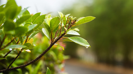 Fototapeta na wymiar Plant leaf with water drops, soft focus