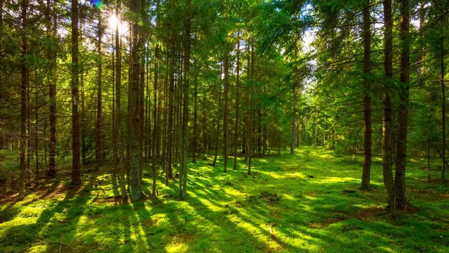 summer forest and the sun,  4K panoramic time-lapse