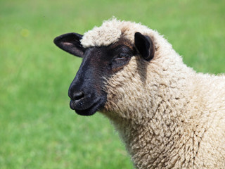 Obraz premium Portrait of young suffolk sheep on natural green background