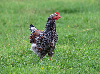 Beautiful motley hen on a green meadow