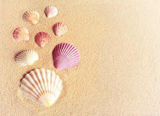 Fototapeta na wymiar Sea shells an sand as background