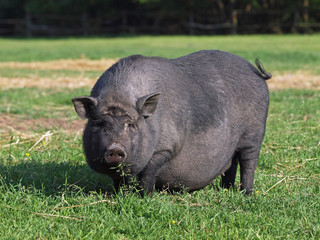The black Vietnamese pregnant pig on a meadow