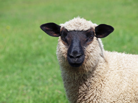 Portrait of young suffolk sheep on natural green background