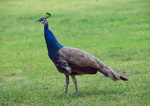 Young peacock on a green lawn