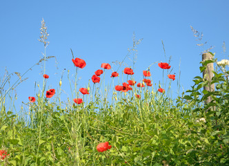 Klatschmohn, Papaver rhoeas, Mohnblumen