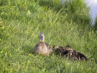Mother duck protects her ducklings