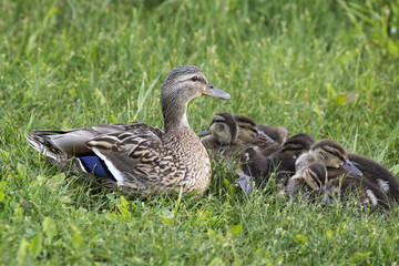 Mother duck protects her ducklings