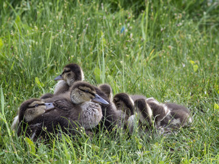 A group of ducklings on the grass